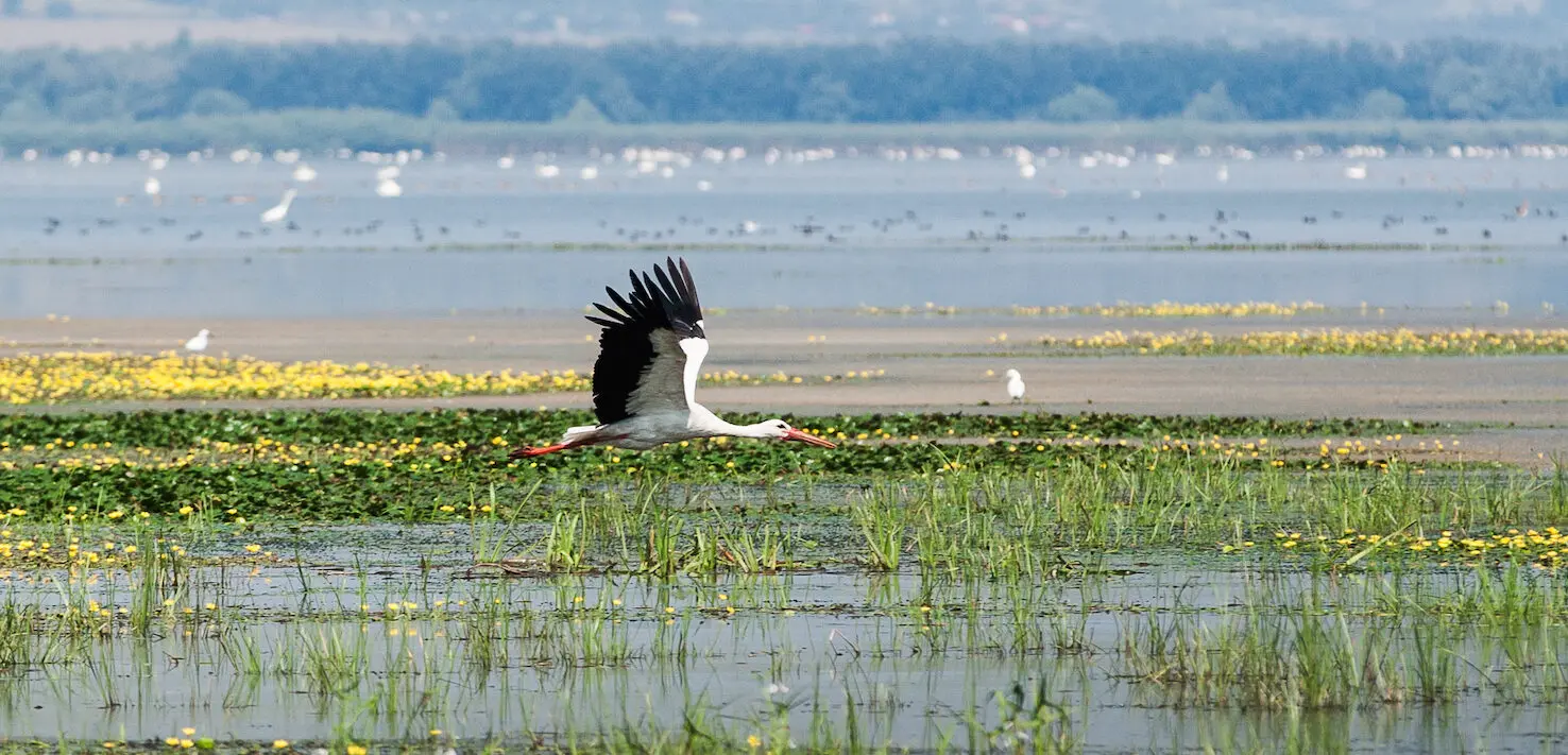 Traseele de observare a păsărilor
